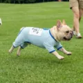 Atmungsaktive Mesh Vierbeinige Hundekleidung Sonnenschutz dünne Weste für Französische Bulldogge - S / Vierbeiner-Kleidung / Mintgrün