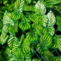 Detailed view of artificial green leaves hedge fence wall panel, perfect for decoration. - Color-Printed Watermelon Leaf Fence