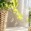 Clear crystal suncatcher pendant for potted plants, gold chain teardrop prism home decor - Two Small Water Drops 2-Piece Set