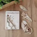 Wooden frog life cycle puzzle toy detail showcasing growth stages and natural wood texture. - Frog