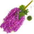 Guirlanda de flores de glicina artificial para boda decoracion del hogar detalle - Fucsia