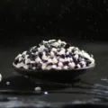 Black and white decorative stones, small pebbles for succulent plants, aquarium gravel and flower pots. - 500g White and Black (0.3-0.5 cm)
