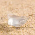 Figurita miniatura de raya en resina, decoración animal marino translúcido, 2,8x1cm - Manta raya n.º 8