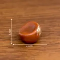 Modelo de nuez de resina artificial en miniatura simulacion fruta seca atrezzo foto - N° 10 castaña