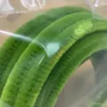 Green fluffy chenille stems pipe cleaners 10mm DIY craft materials for handmade velvet flowers. - Grass Green