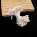 Hellrosa künstliche Blumenstaubgefäße DIY Blumen Zubehör für handgemachte Rosen Dekoration. - Flacher Rosenkopf / 330 Stück/Packung / Hellrosa