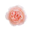 Artificial pink peony silk flower head for wedding decoration and beautiful gift box decor - Flesh Pink