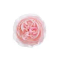 Artificial Peony Flower Head Silk Fake Floral Wedding Party Decor Pink 8CM Gift Box - Pink