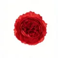 Artificial red peony silk flower head, 8cm fake flower for wedding decor and gift box - Red