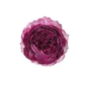 Artificial Peony Silk Flower Head Dark Purple Faux Flower for Wedding Decor Gift Box 8cm - Fuschia