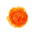 Orange artificial peony flower head silk fabric floral decor for gift box and party decor - Orange