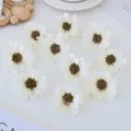 Weiße künstliche Gänseblümchen Köpfe Seide Blumen DIY Handwerk Haarschmuck Deko Set Neu - Cremeweiß