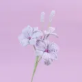 Detaillierte Ansicht einer handgehäkelten Dendrobium-Orchidee mit feiner Garnstruktur - Lila