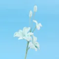 Nahaufnahme einer handgefertigten Häkel-Dendrobium-Orchidee mit feiner Wolltextur - Blau