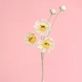 Fiore di cosmo all'uncinetto fatto a mano bianco con centro giallo, trama lana, sfondo rosa. - Ramo di Fiori Gesang a Punto Afghano / Bianco