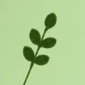 Vista macro di un ramo di foglie lavorato a maglia verde scuro con trama di filato fine - Ramo di Foglie Quattro Stagioni a 5 Foglie / Verde scuro
