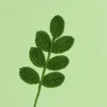 Macro in primo piano di una foglia verde all'uncinetto con trama a maglia dettagliata - Ramo di Foglie a 7 Foglie per Tutte le Stagioni / Verde scuro