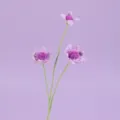 Margaritas de ganchillo hechas a mano en color lavanda para decoración de hogar - Púrpura