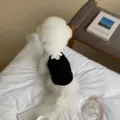 Schattig zwart huisdier vest detail, ademende gebreide stof met lieve strik voor kleine honden. - S / Zwart