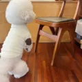 Cute pet dog sweatshirt lightweight spring autumn small dog clothes puppy apparel top - XS / Beige