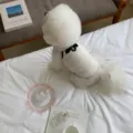 Gedetailleerd shot van een schattig wit huisdierenvest voor kleine honden met strikjes. - XS / Wit
