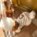 Cute winter pet dog fleece hoodie warm small puppy clothes brown matching comfortable outfit - XS / Beige