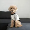 Close-up detail of cute pet dog wearing black and white striped sweatshirt for autumn winter. - XS / Light Gray
