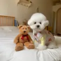 Cozy detail view of cute puppy winter vest, soft cotton pet apparel in warm bedroom scene. - Light Pink