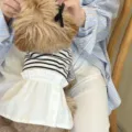 Cute striped pet dress for small dogs teddy poodle, summer dog clothes with cute bow and skirt. - XS / Skirts