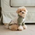 Pet dog hoodie detail view, green and beige color block design, warm apparel for small dogs. - XS / Green