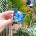 Detail showing a blue butterfly acrylic phone grip held against a tropical green plant background - Expanding Stand / Blue Butterfly