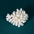 White coral branch specimen detail, perfect photography prop and home decor display piece. - Coral