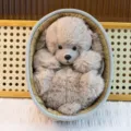 Cute plush toy dog in woven basket soft cartoon animal doll creative birthday gift for kids - Grey Dog