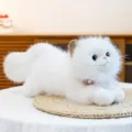 Simulated white ragdoll cat plush toy cute fluffy kitten pillow birthday gift for girls - 50cm / White