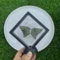 Nahaufnahme geschnitzter Natur-Edelstein Schmetterlingsflügel im schwarzen Schaukasten. - Labradorit (Flügel Set) / 10cm Set