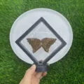 Natürlicher Edelstein Schmetterlingsflügel Set 10cm Kristall Deko mit Ständer neu - Goldsidenjade / 10cm Set