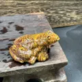 Figurine grenouille en pierre naturelle, sculpture semi-précieuse détaillée de bureau. - Jade de Soie Dorée