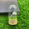 Gros plan d'un paysage de cloche en verre miniature avec pierre de cristal et base en bois. - Jaspe dalmatien