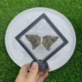 Naturstein Kristall Schmetterlingsfluegel Set Schwimmender Display Rahmen 10cm Dekor - Leopardenjaspis / 10cm Set