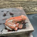 Sculpture de grenouille en pierre naturelle faite a la main figurine miniature deco maison. - Sésame Rouge