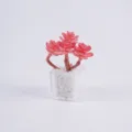 Piccola pianta succulenta artificiale in vaso quadrato trasparente con pietre bianche - Cactus a palla rosso in vaso