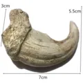 Gros plan détail de la griffe en résine montrant la texture et les dimensions exactes. - RS-8135 (Couleur Antique)