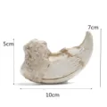 Réplique fossile griffe d'animal en résine détail, pendentif dent accessoire ornement. - RS-8136