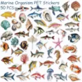 Marine organism PET stickers set, waterproof cartoon animal waterproof DIY scrapbooking decals. - 50 Sheets Sea Creatures 1