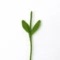 Green felt plant stem DIY accessory for handmade floral arrangement home decoration - Flush Leaves / Green
