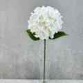 Close up of artificial white hydrangea flower stem with green leaves in a clear glass vase. - White