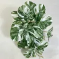 Variegated Monstera Artificial Plant Vine Green White Fake Leaf Indoor Wall Hanging Decor - White Green