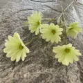 Artificial PU Cosmos flower single branch soft touch faux daisy bouquet for home decor variant - No. 2