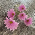 Branche de fleur artificielle cosmos en PU unique pour décoration de maison et mariage - Taille 7