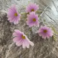 Fleur de marguerite cosmos artificielle violette tige unique toucher doux décoration - Taille 9